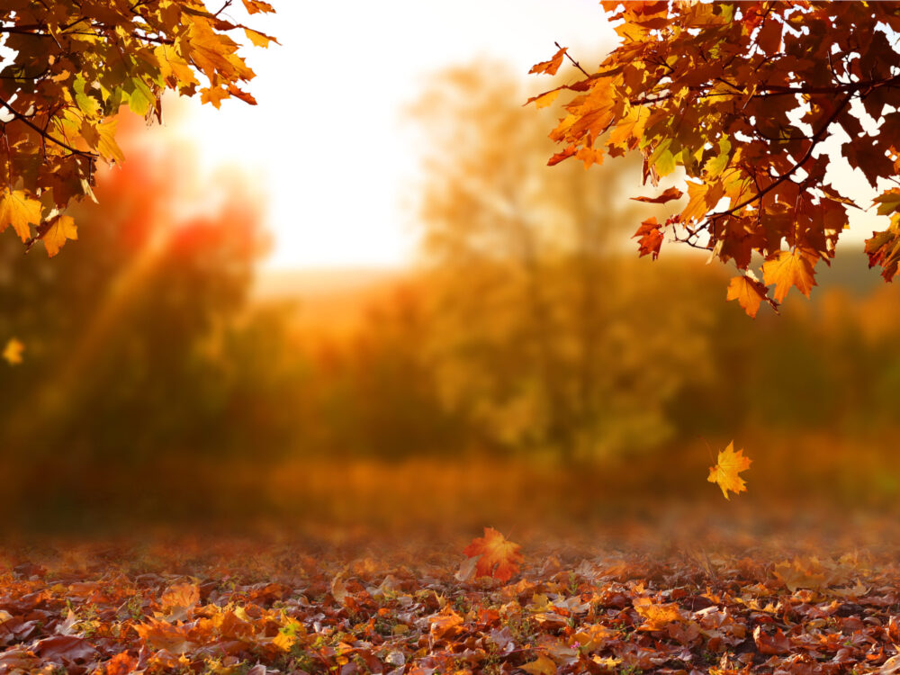 banner-image