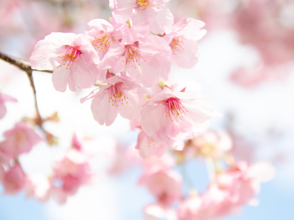 banner-image