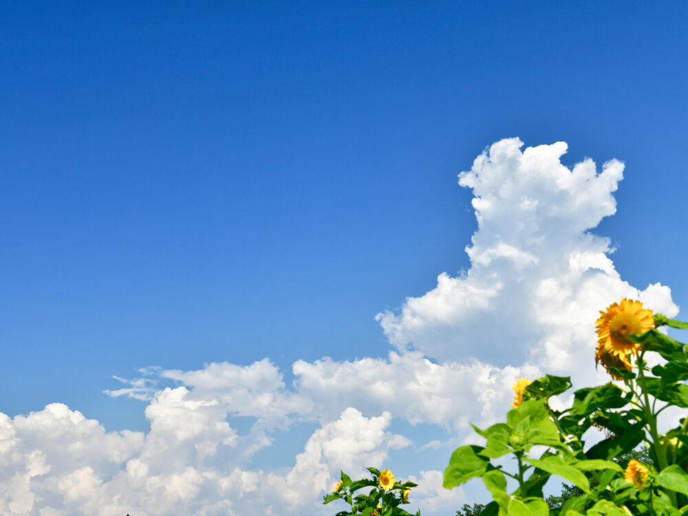 banner-image